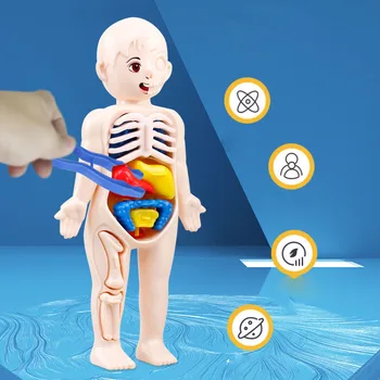 Комплект от 14 теми, Детска Научно-образователна Модел Орган на Човешкото Тяло, събрани със собствените си ръце Медицински Играчки за ранно образование